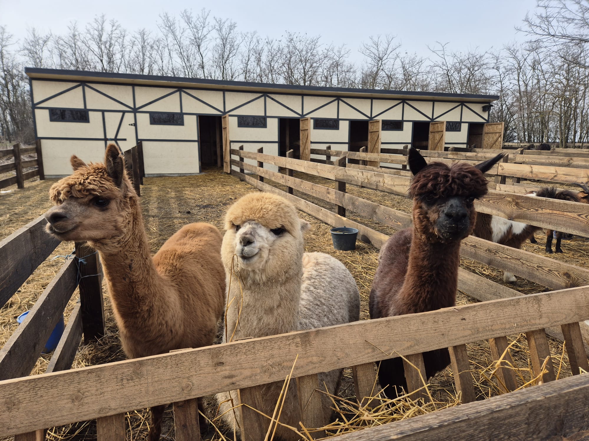 Alpaca