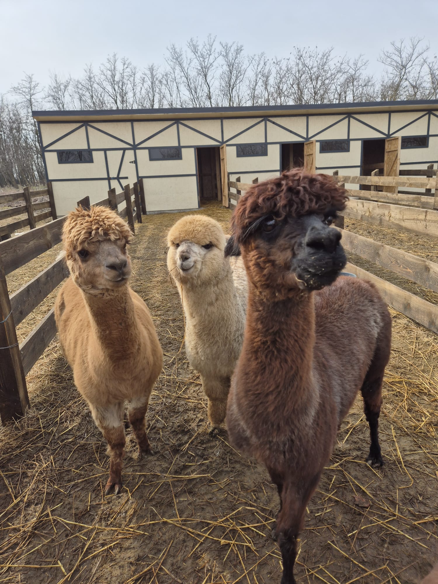 Alpaca Lina